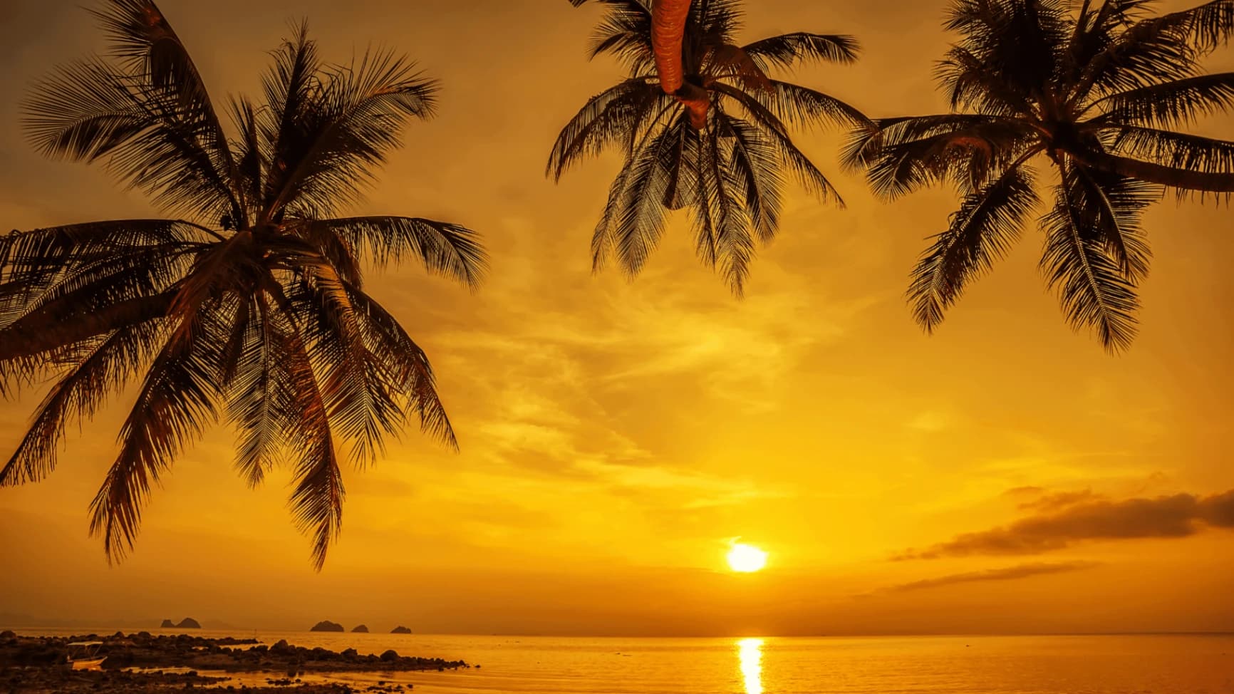 image of palm trees during sunset